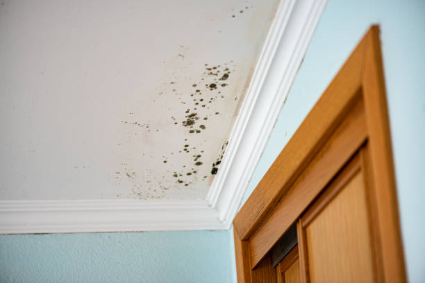 Best Post-Flood Mold Remediation in Uintah, UT