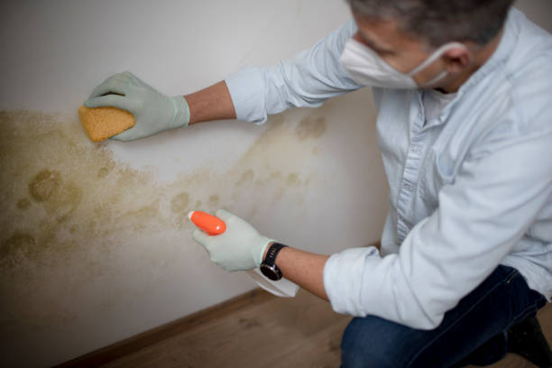 Best Post-Flood Mold Remediation in Uintah, UT