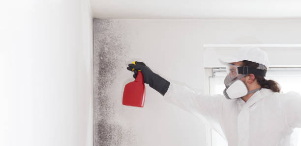 Best DIY Mold Remediation Support Services in Uintah, UT