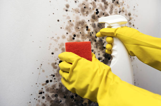 Best Residential Mold Remediation in Uintah, UT